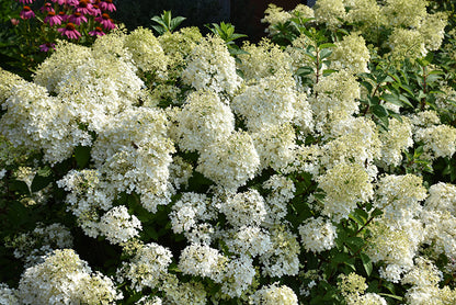 Bobo®-Hydrangea