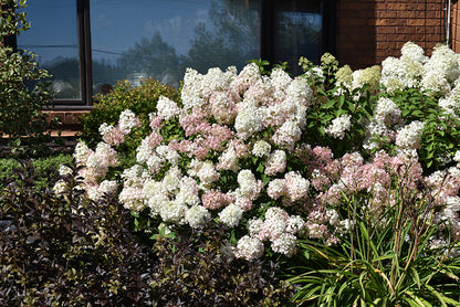 Bobo® Hydrangea