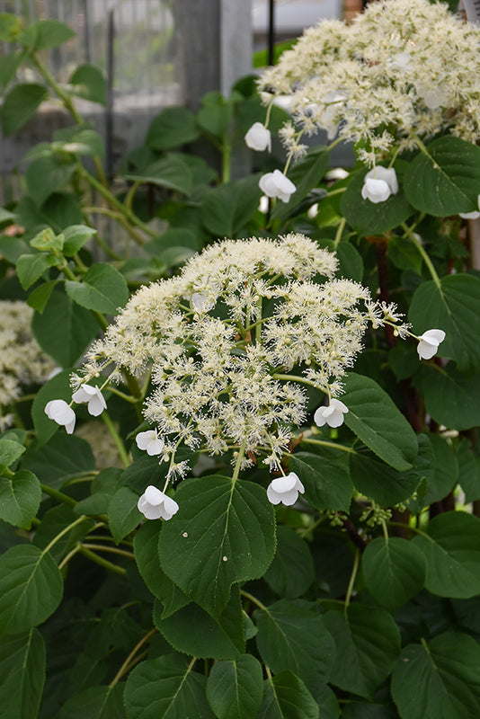 Climbing Hydrangea
