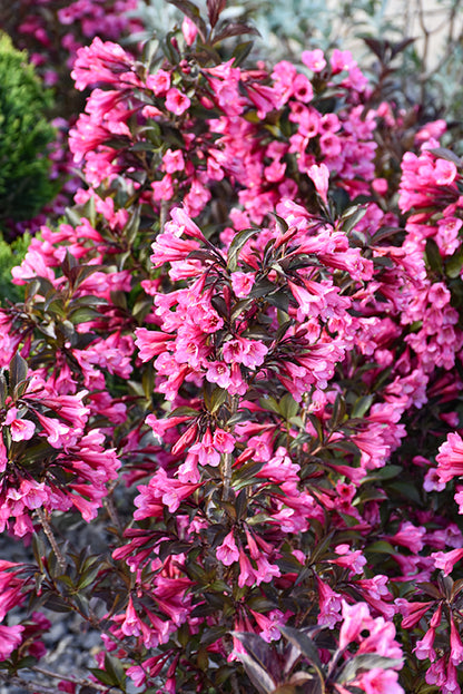 Wine-and-Roses®-Weigela