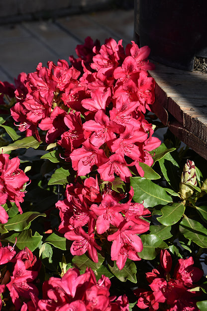 Nova Zembla Rhododendron