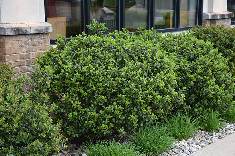 Blue-Prince-Meserve-Holly