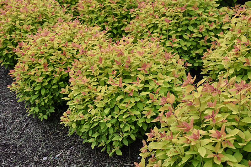 Double Play Big Bang® Spirea