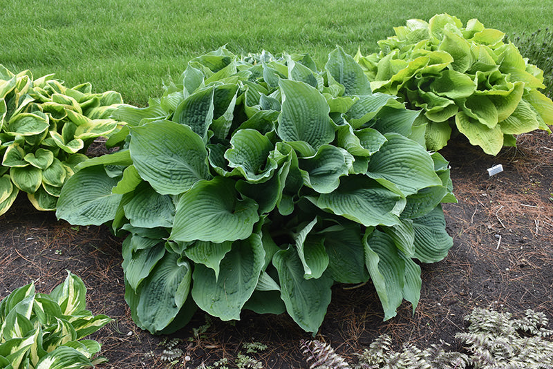 Blue Angel Hosta (#2)