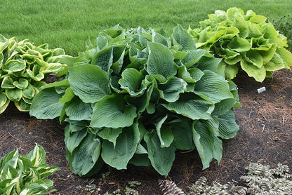 Blue Angel Hosta (#2)