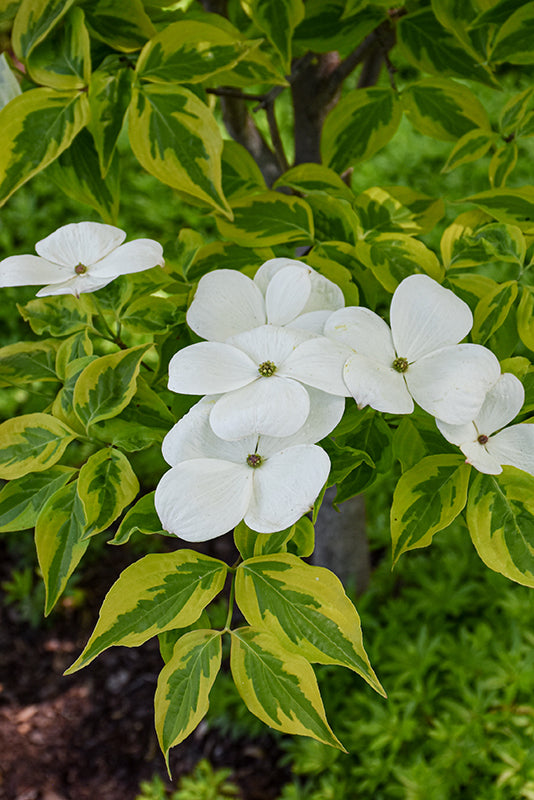 Celestial Shadow Flowering Dogwood