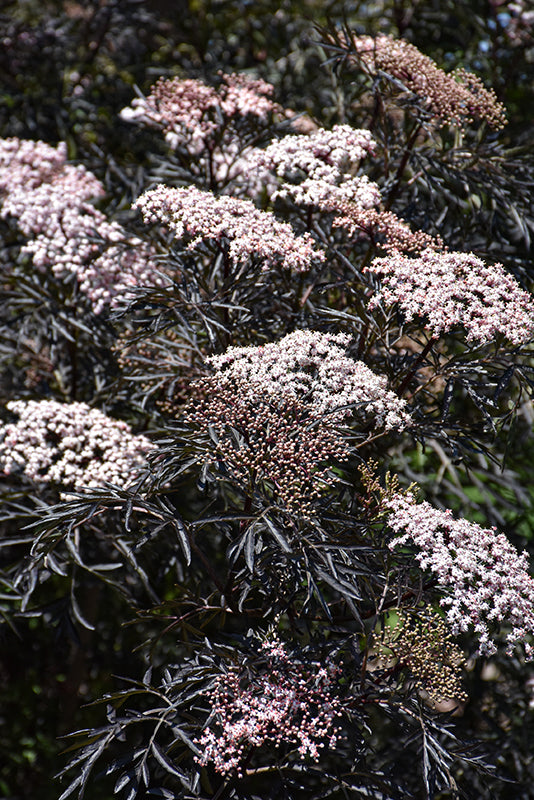Black-Lace®-Elder