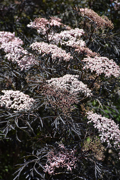 Black-Lace®-Elder