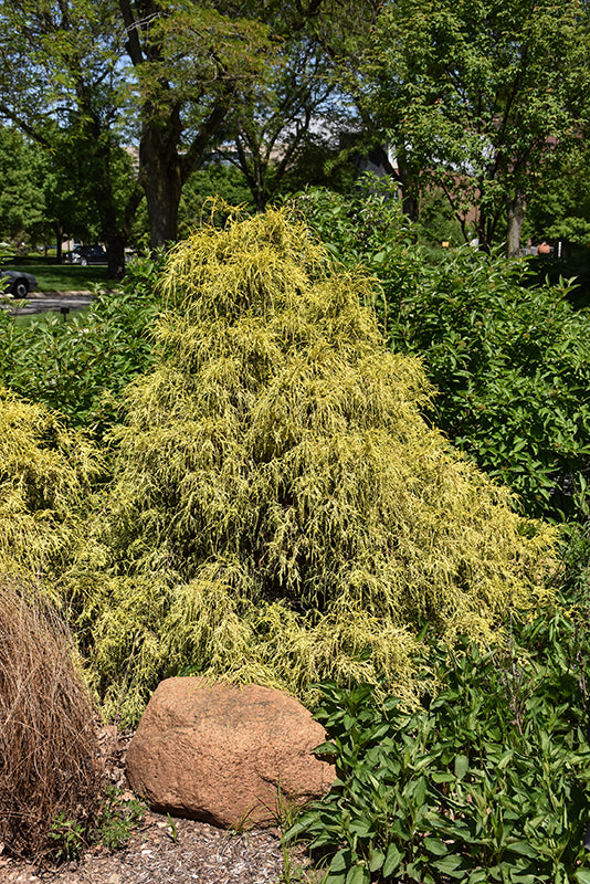 Golden-Mop-Falsecypress
