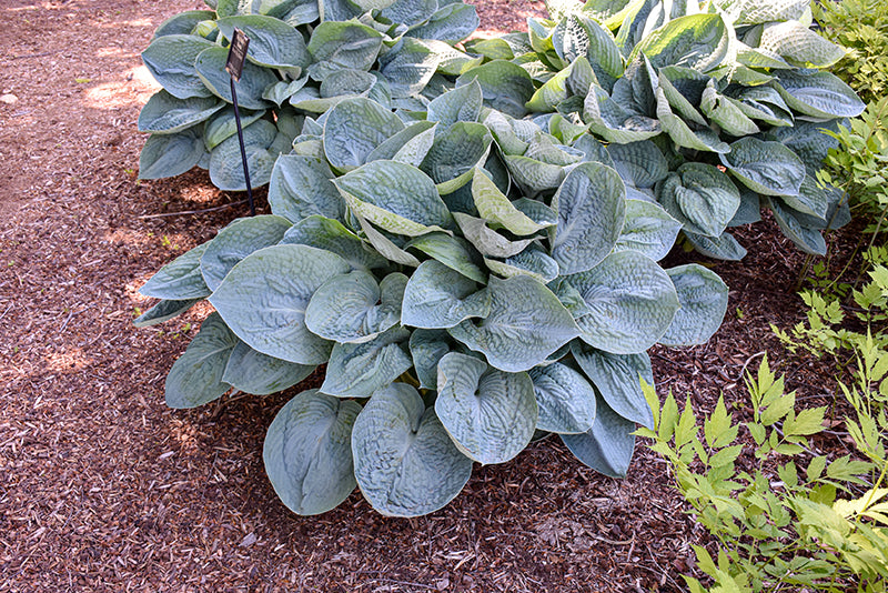 Big-Daddy-Hosta