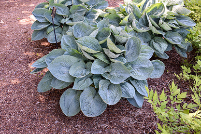 Big-Daddy-Hosta
