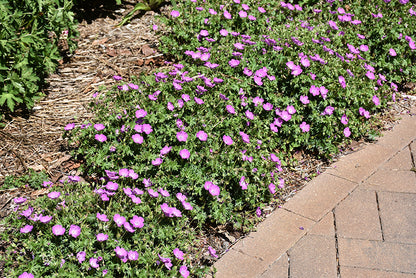 Max Frei Cranesbill