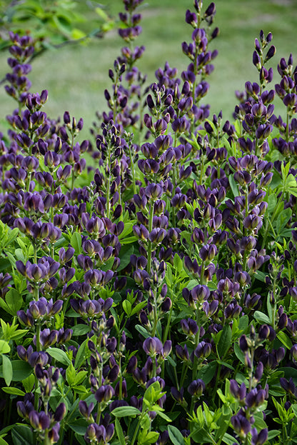 Indigo-Spires-False-Indigo