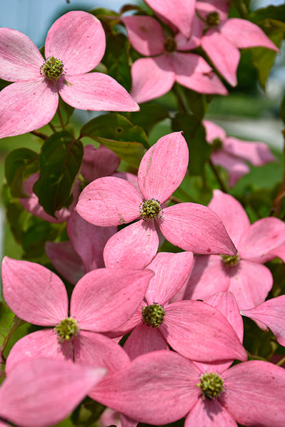Scarlet Fire® Flowering Dogwood