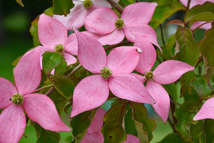 Scarlet Fire® Flowering Dogwood