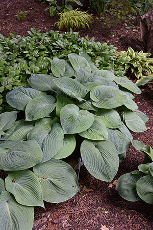 Hosta