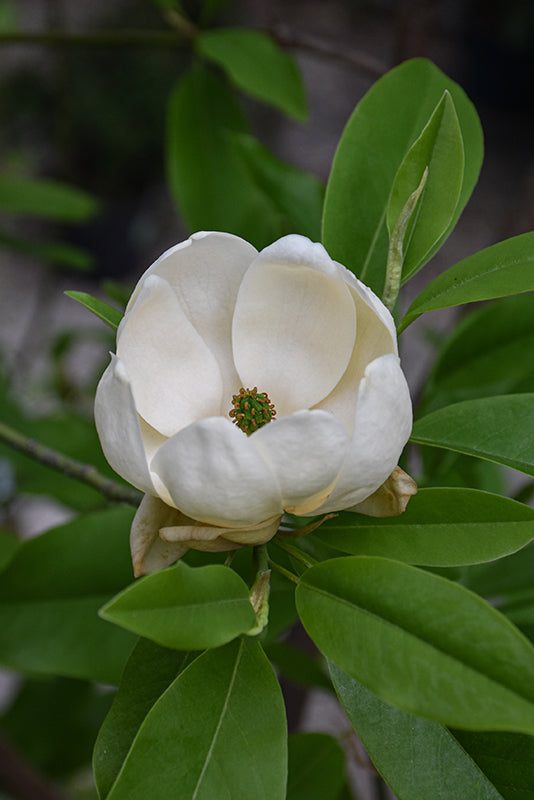 Moonglow Sweetbay Magnolia