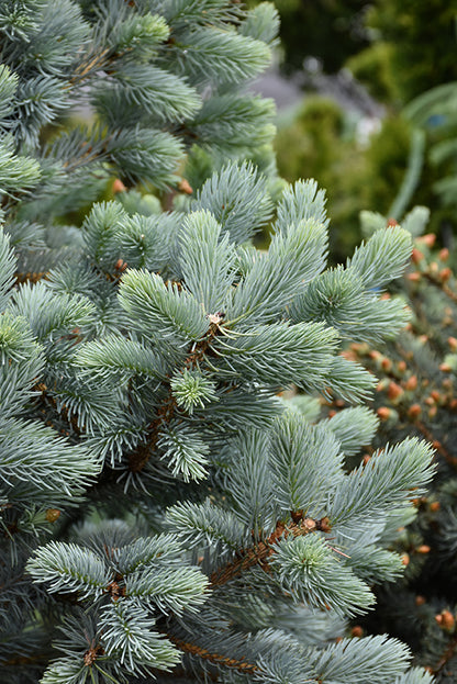 Baby Blue Blue Spruce