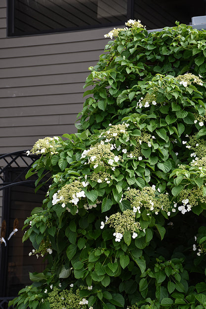 Climbing Hydrangea