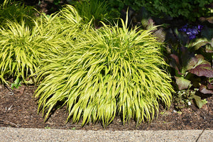 Shade Grasses & Grass-Like Plants