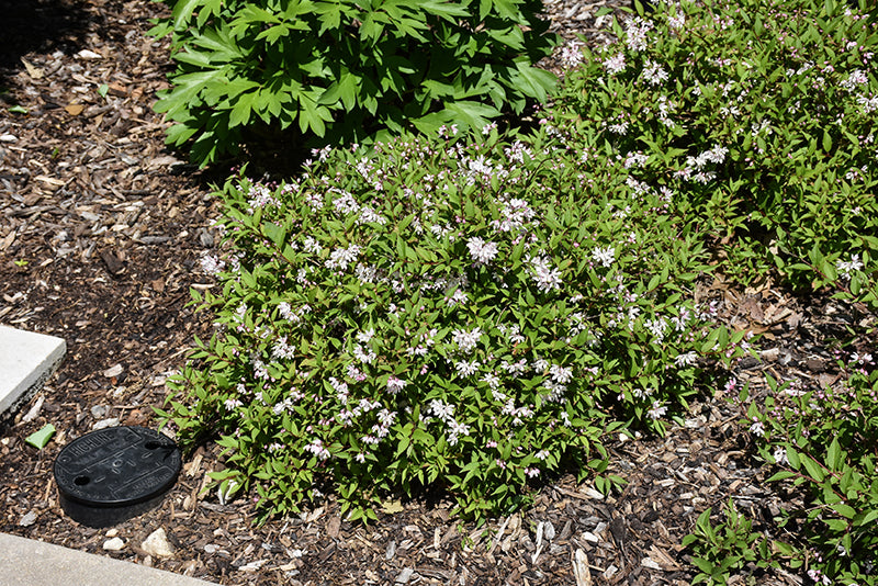 Yuki Cherry Blossom® Deutzia