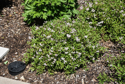 Yuki Cherry Blossom® Deutzia