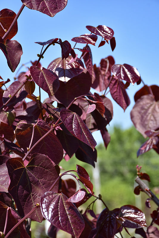 Merlot-Redbud