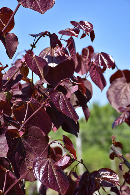 Merlot-Redbud