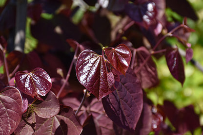 Midnight Express® Redbud