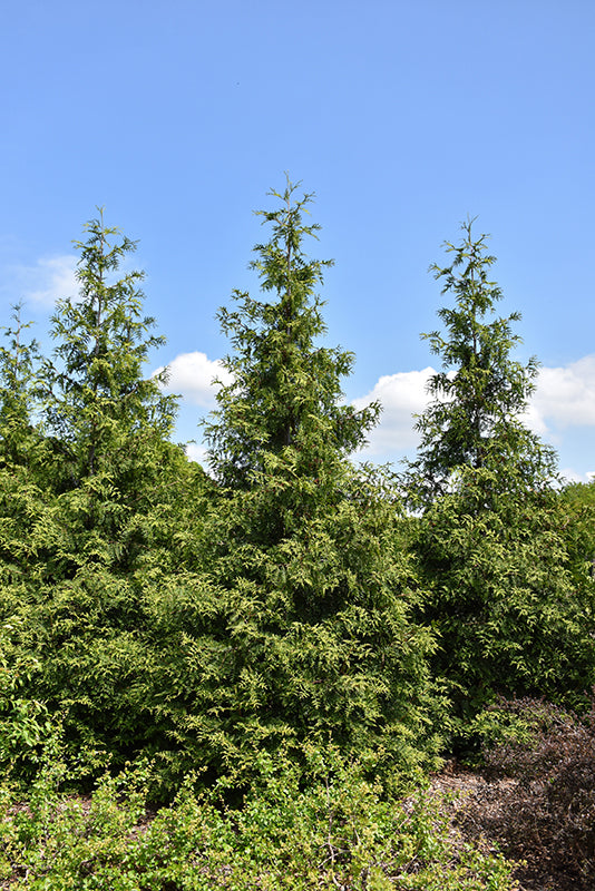 Green Giant Arborvitae