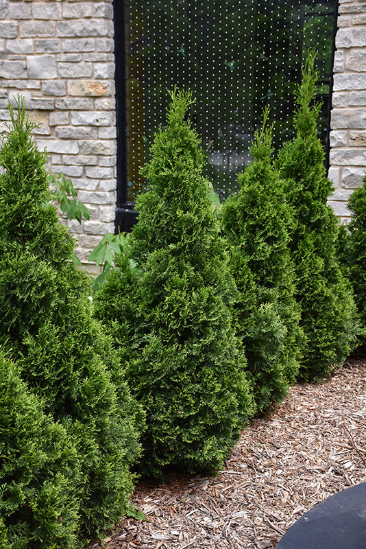 American Pillar Arborvitae