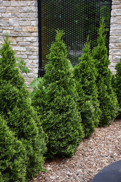 American Pillar Arborvitae