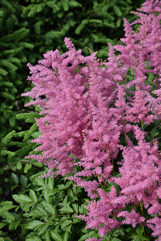 Visions-in-Pink-Chinese-Astilbe