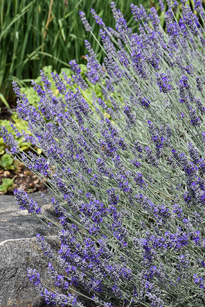 Sensational!® Lavender (#1)