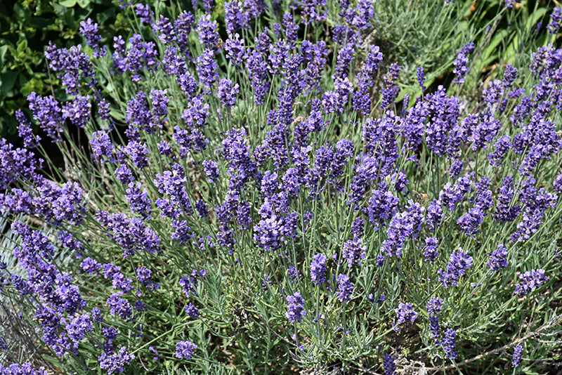 Hidcote Lavender