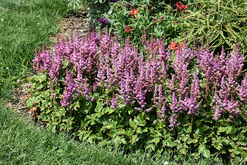 Visions Astilbe (#2)