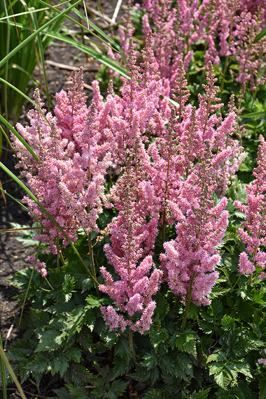 Little Vision In Pink Chinese Astilbe