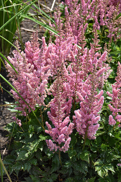 Little Vision In Pink Chinese Astilbe
