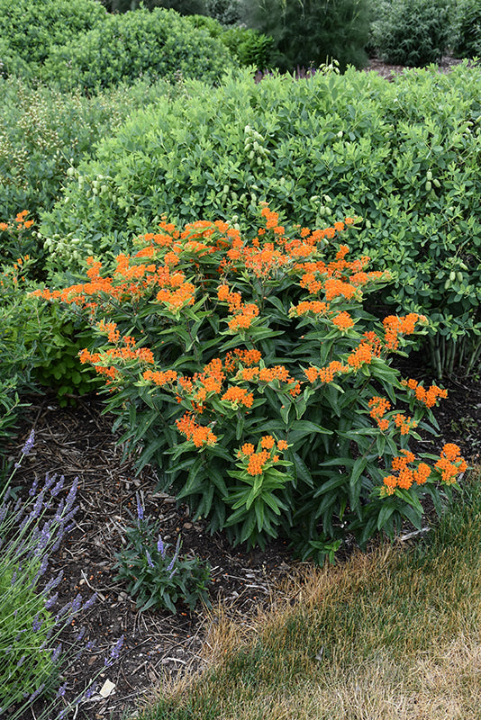 Butterfly Weed (#1)