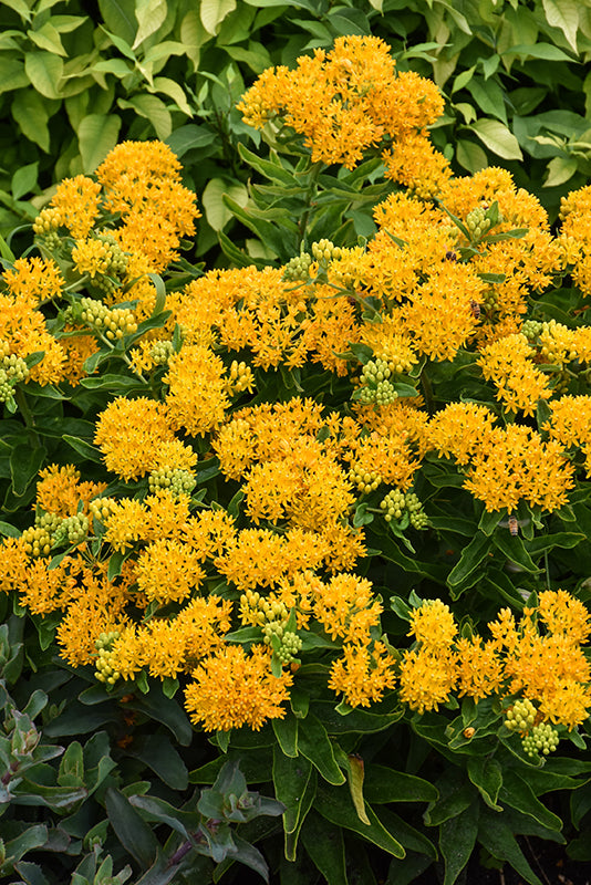Hello-Yellow-Milkweed