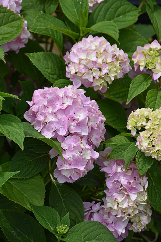 Color-Changing Hydrangea – Pro Growers of New England, Inc