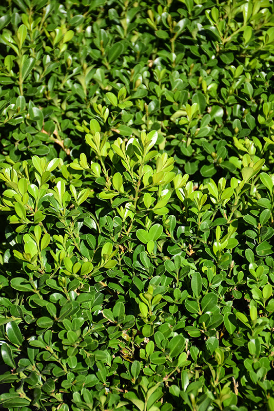 NewGen® Independence® Boxwood