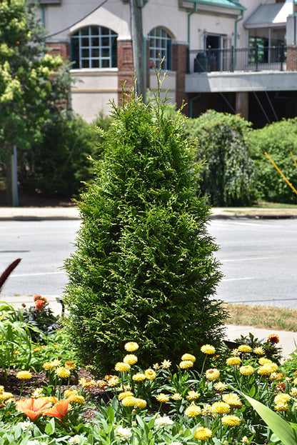 Junior-Giant-Arborvitae
