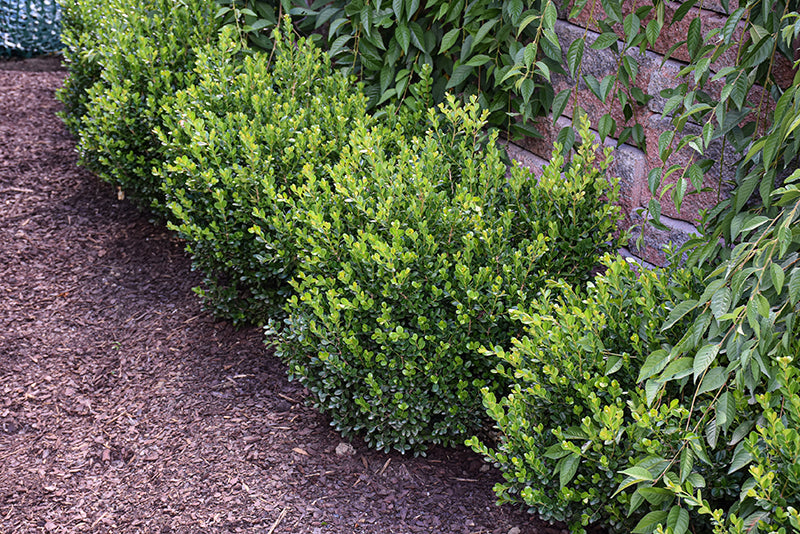 NewGen® Freedom® Boxwood