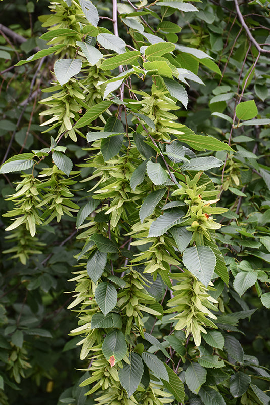 American-Hornbeam