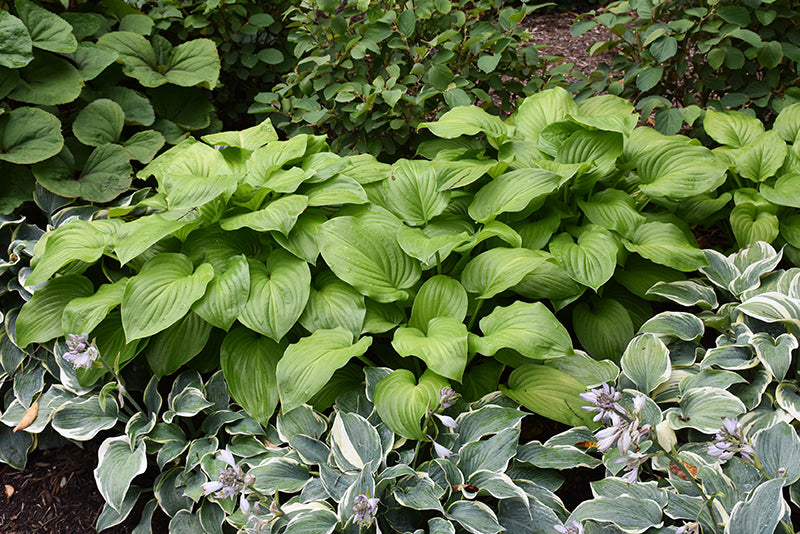 Guacamole Hosta (#2)