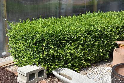 NewGen®-Independence®-Boxwood