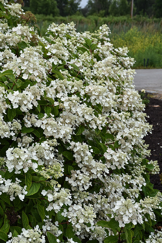 Fire and Ice® Hydrangea