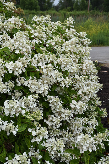 Fire and Ice® Hydrangea