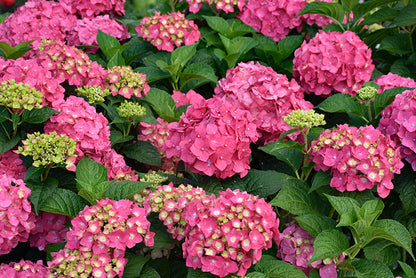 Summer Crush Hydrangea